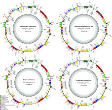 Image result for Tinnea aethiopica