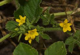 Image result for Cucumis anguria