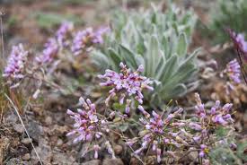 Image result for Swertia brownii