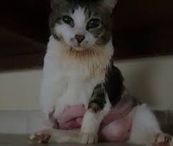 It's probably half the rate that we see in dogs. Pucc Veteran Comm Cat With Insulinoma Pancreatitis Cancer Animal Pet Crowdfunding With Gogetfunding