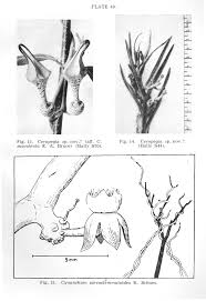 Image result for Ceropegia stenantha