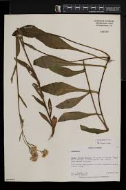 Image result for Conyza limosa