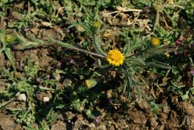 Image result for Porphyrostemma grantii