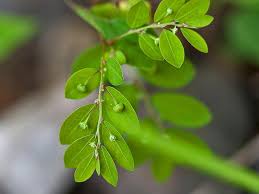 Image result for Phyllanthus tenellus
