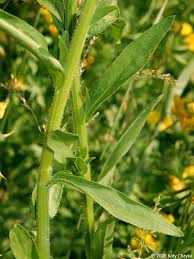 Image result for Oxyanthus strigosus