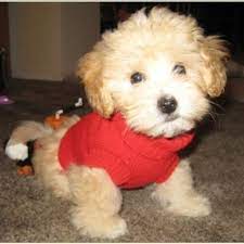 Pooton -- Poodle Coton De Tulear Mix Im In Love Poodle Puppy Poodle Cross Breeds Coton De Tulear