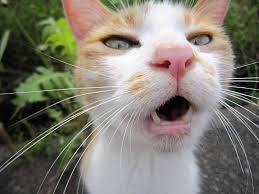 14 Gambar Kartun Muka Jelek Lucu Koleksi Gambar Lucu Kucing Kucing Lucu Kartun