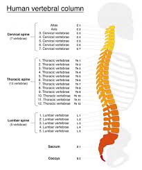 The spinal column is divided into five regions: 25 620 Spine Vector Images Free Royalty Free Spine Vectors Depositphotos