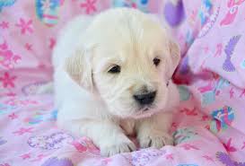 Browse thru our id verified puppy for sale listings to find your perfect puppy in your area. 3 Best Golden Retriever Breeders In Maine Dogblend