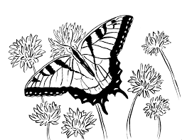 It would be perfect for a unit on butterflies native to north america.i love drawing animals and create these coloring pages for fun, to support learning, Swallowtail Butterfly Coloring Page Art Starts