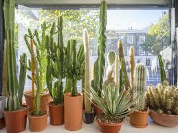 Discount99.us has been visited by 1m+ users in the past month 8 Of The Best Shops In London To Feed Your Plant Obsession Secret London