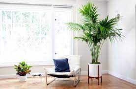 They help in making your mood right just when you. 21 Tall Indoor Plants With Big Leaves The Architecture Designs