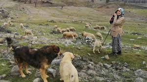 Uyan Coban Uyan Surude Kurt Var Ve Ocagimi Sondurduler Youtube
