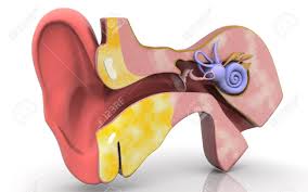 3D Illustration Of Inner Ear .Cochlea In Color Background Stock Photo, Picture and Royalty Free Image. Image 153478172.