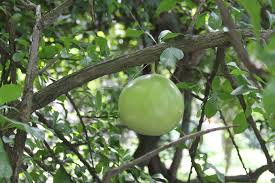 Image result for Grewia schmitzii