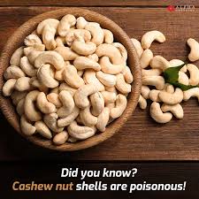 Maybe you would like to learn more about one of these? Alpha Catering Cashew Plants Belong To The Same Family Facebook