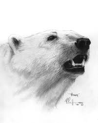 Drawings Of Polar Bears Google Search Polar Bear Drawing Bear Drawing Polar Bear Illustration