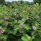 Extension Master Gardener Information Meeting event image