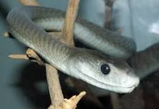 Image result for Dendroaspis Polylepis Venom