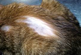 Slideshow Skin Problems In Cats Cat Skin Problems Cat Skin Forever Living Products