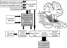 Image result for where in the brain is the vomiting center located? course hero