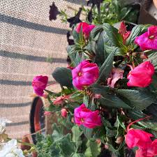 Image result for Impatiens stuhlmannii