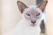 Lavender Point Siamese - Pets