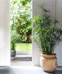 It has a wonderful tropical look and can be grown in pots indoors or out. Cuttings Water Palm Papyrus Umbrella Sedge Cyperus Alternifolius 6 Unrooted Cuttings