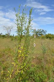 Image result for Sesamum angolense