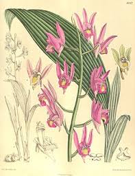 Image result for Eulophia bisaccata