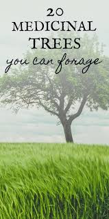 Medicinal Trees Are Useful As Natural Remedies Because They Re Available Year Round Unlike Herb Natural Healing Remedies Natural Home Remedies Natural Healing