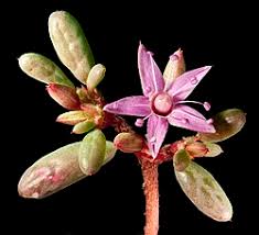 Image result for Trianthema