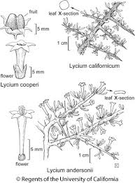 Image result for Lycium