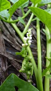 Image result for Basella