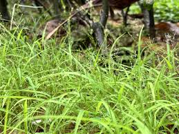 Image result for Leptochloa panicea