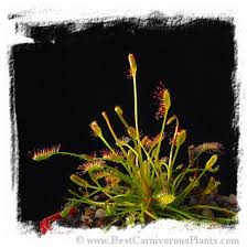 Image result for Drosera affinis