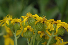 Image result for Senecio speciosus