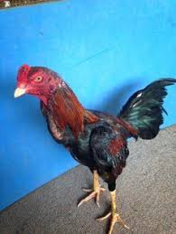 Banty raids is a 1963 warner bros. 351 Best Chickens Images Chickens Backyard Chickens Roosters Beautiful Chickens