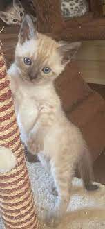 Tica Active Female Bengal Kitten For Sale In Gloucester Gloucestershire Preloved In 2020 Bengal Kitten Bengal Kittens For Sale Beautiful Kittens