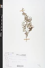 Image result for Endostemon tereticaulis