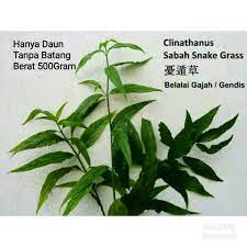Daun ini membersihkan saluran kemih anda dan tidak menyebabkan diabetes. Jual Daun Obat Daun Belalai Gajah Di Lapak Petani Juara Bukalapak