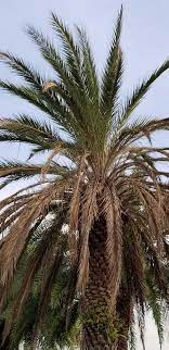 The wild date palm (phoenix sylvestris) makes a beautiful landscape specimen for north florida gardens. Rapid Phoenix Sylvestris Death In Sanford Fl Tppd Or Something Else Discussing Palm Trees Worldwide Palmtalk