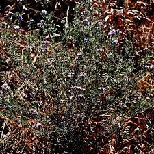 Image result for Athrixia phylicoides