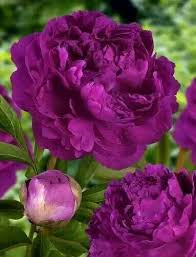 Lattoureiffel On Twitter Beautiful Flowers Plants Beautiful Blooms