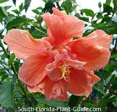 We did not find results for: Hibiscus