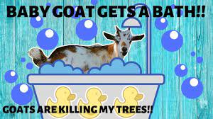 Your goat's daily brushing might become a high point of her day, feeding time excepted. Baby Nigerian Dwarf Goat Gets A Bath Help The Goats Are Killing My Trees What Do We Do Youtube