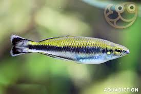 Image result for Bobgunnia madagascariensis