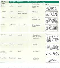 Grátis: URINÁLISE - EXAME MICROSCÓPICO - Material Claro e Objetivo em PDF  para Estudo Rápido
