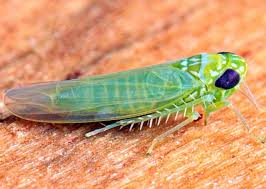Image result for Empogona sp. A