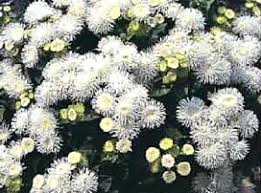 O Pensador Festival Internacional De Jardins